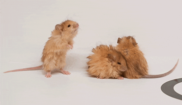 世界首次！喬治·丘奇團隊“復活”已滅絕一萬多年的“冰原狼”計劃2028年復活猛犸象(圖5)