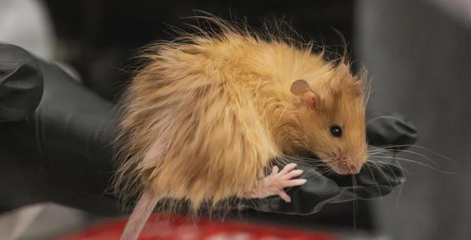 世界首次！喬治·丘奇團隊“復活”已滅絕一萬多年的“冰原狼”計劃2028年復活猛犸象(圖4)