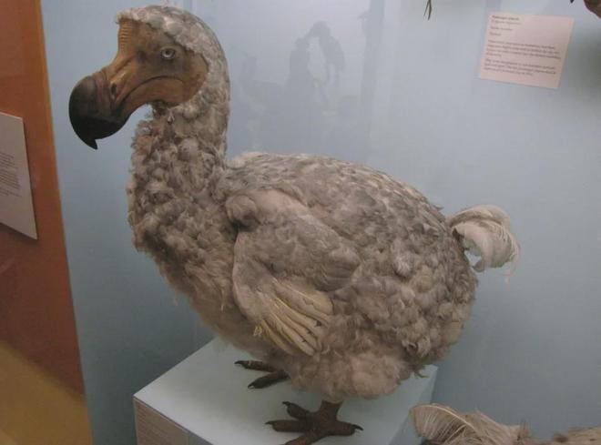 世界首次！喬治·丘奇團隊“復活”已滅絕一萬多年的“冰原狼”計劃2028年復活猛犸象(圖7)