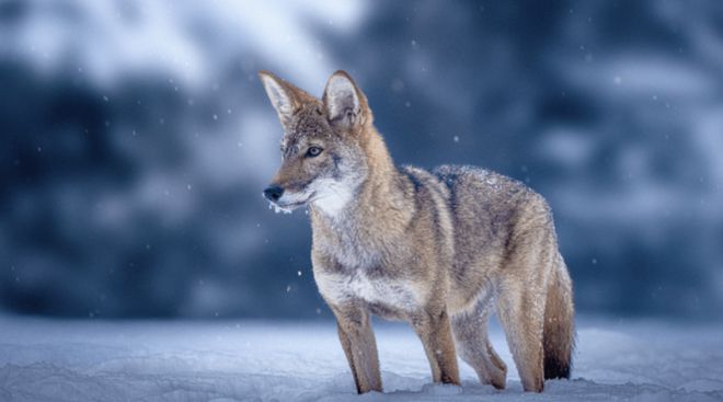 世界首次！喬治·丘奇團隊“復活”已滅絕一萬多年的“冰原狼”計劃2028年復活猛犸象(圖9)