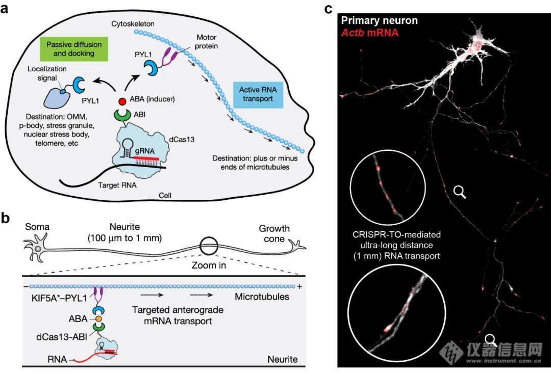 Nature ！中國科學(xué)家開發(fā)新型可編程的空間轉(zhuǎn)錄組調(diào)控技術(shù)CRISPR-TO(圖1)