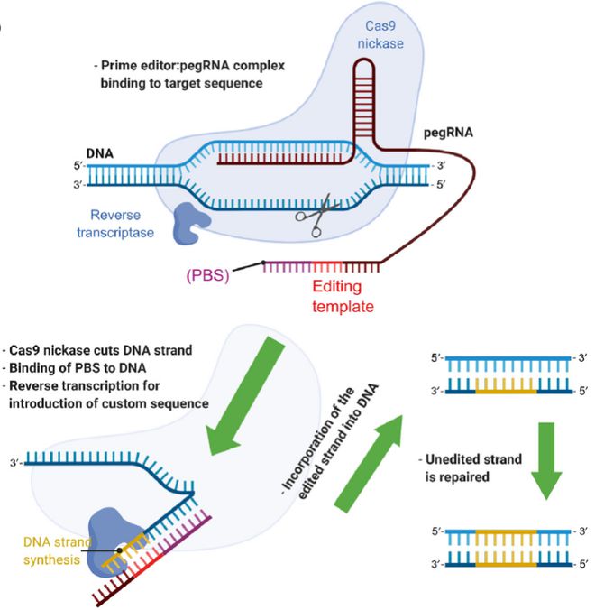 Cell｜CRISPR基因編輯技術(shù)的過(guò)去、現(xiàn)在和未來(lái)(圖5)
