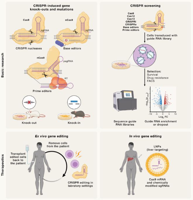 Cell｜CRISPR基因編輯技術(shù)的過(guò)去、現(xiàn)在和未來(lái)(圖6)