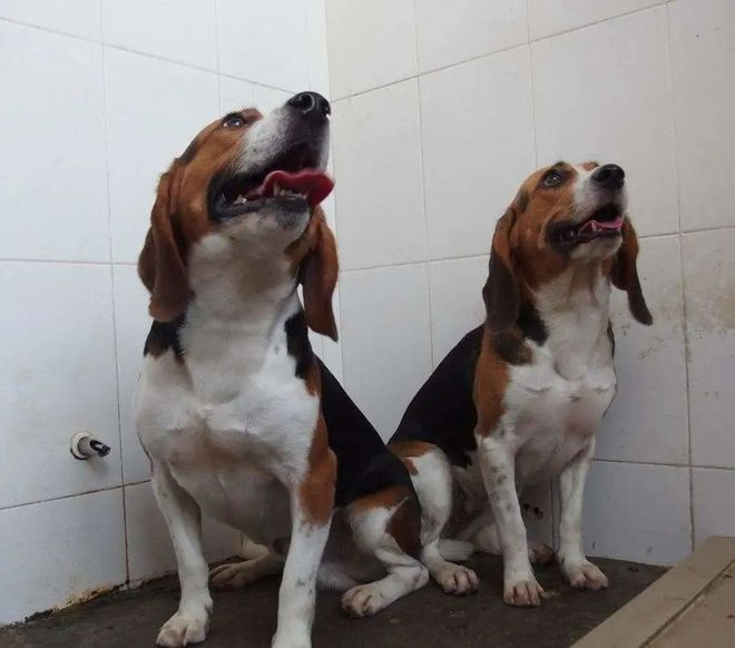 CRISPR技術(shù)及其應(yīng)用CBInsights深度解析(圖4)