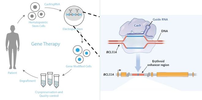 5年新生！邦耀生物全球首例CRISPR治愈β0β0型重度地貧患兒健康生活超5年(圖3)